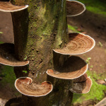 Plate Mushrooms